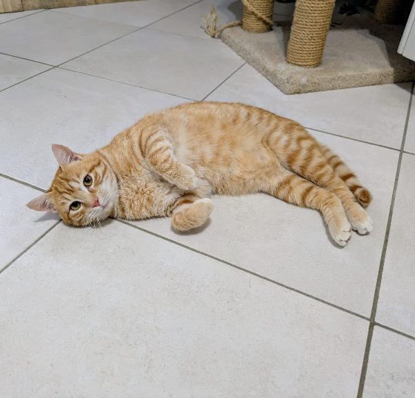 Spritz e Bailey  Foto 4